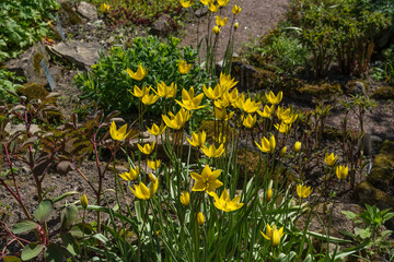 Wild yellow tulips in the garden