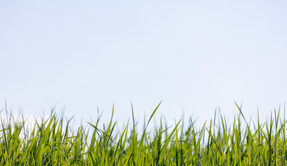 Background of beautiful lush spring grass leaves against sky on a bright sunny day