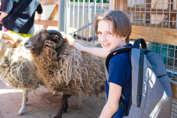 boy petting a sheep in a zoo or on a farm