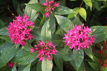 pentas lanceolata flower plant on nursery