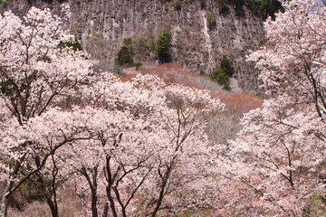 屏風岩_桜