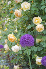 日本の横浜の港の見える丘公園のバラの花