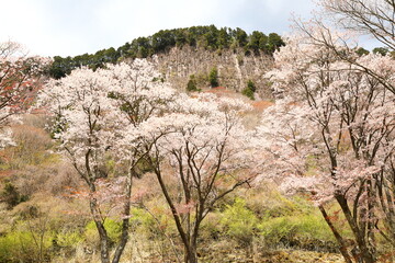 屏風岩_桜