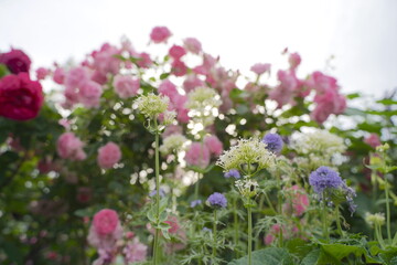 日本の横浜の港の見える丘公園のバラの花