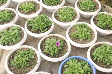 Petunia axillaris flower plant on pot