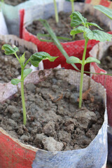 phaseolus coccineus seedling on farm