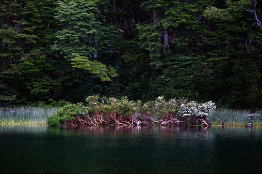 Parque Nacional Los Alerces 