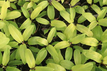 Obraz premium philodendron erubescens plant on nursery