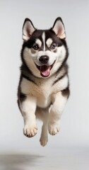 Husky or funny pet dog plays, jumps, and looks happy little husky pretend play. Cute and happy crazy dog ​​head smiling