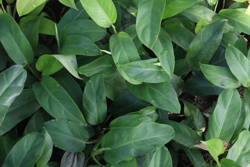 Philodendron Imperial Green plant on bag in nursery