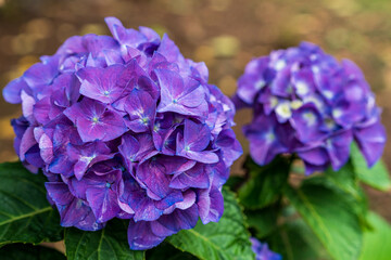 梅雨の晴れ間に咲く紫陽花