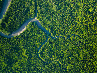 Amazing abundant mangrove forest, Aerial view of forest trees Rainforest ecosystem and healthy...