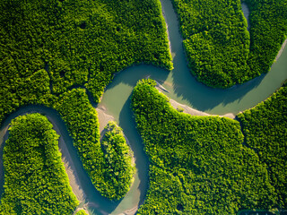 Amazing abundant mangrove forest, Aerial view of forest trees Rainforest ecosystem and healthy...