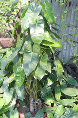 Philodendron Burle Marx plant nursery