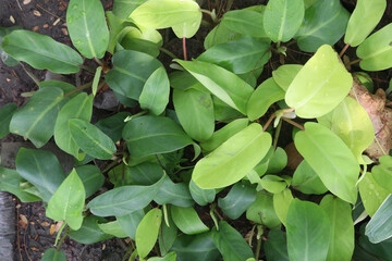 Fototapeta premium philodendron erubescens plant on nursery