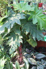 Philodendron lacerum plant on nursery
