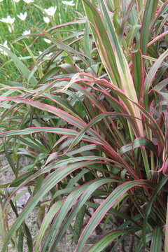 phormium jester plant on nursery for sell