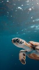 Obraz premium Turtle swimming in the ocean with copy space. World turtle day
