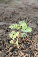 Phyllanthus debilis plant on jungle