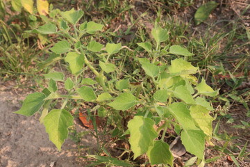 Physalis angulata plant on field
