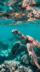 Fototapeta premium Turtle swimming in the ocean with copy space. World turtle day