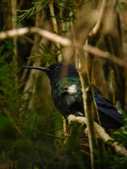 Hummingbird on a pine branch. brown branches in the background