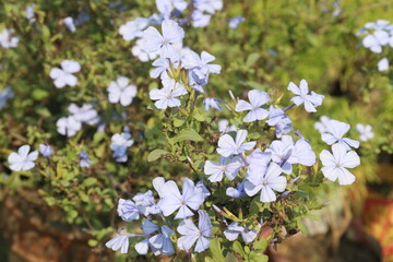 plumbago auriculata flower plant on nursery