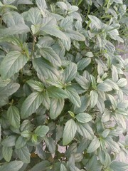 Pogostemon benghalensis plant on jungle