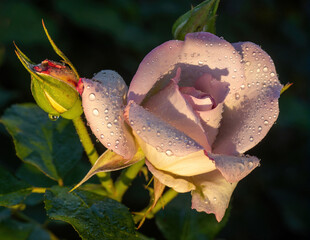 'Gemini' Pink blend Hybrid Tea Rose in Bloom. San Jose Municipal Rose Garden in San Jose,...