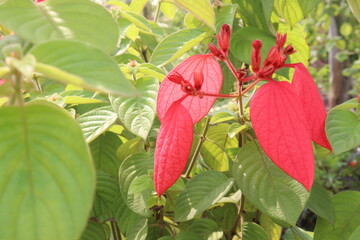 Poinsettia flower plant on nursery