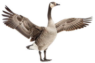 Goose points wing to side standing isolated on white background