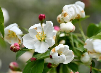 apple tree blossom
