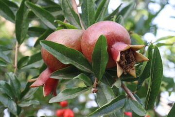 Pomegranate on plant in farm for harvest