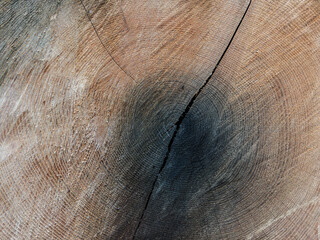 Close-Up of Tree Trunk Cross-Section