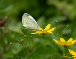 モンシロチョウ