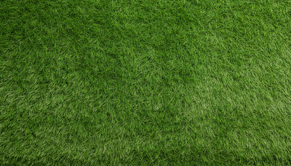 Seamless green grass texture