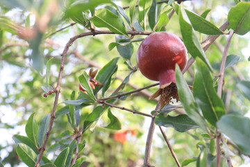 Pomegranate on plant in farm for harvest