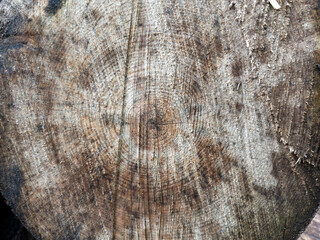 Tree Rings Showing Years of Growth