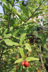 Pomegranate flower on tree in farm for harvest