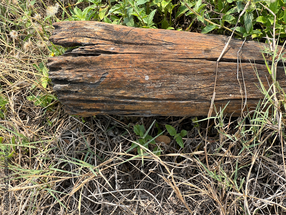 Sticker a closeup shot of dry grass on a wooden log