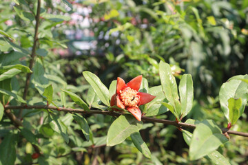Pomegranate flower on tree in farm for harvest