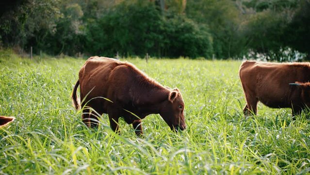 vaca comendo grama em um campo, Shorthorn, Red Poll, 4k em slow motion