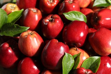 Fresh ripe red apples with leaves as background, closeup