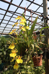 Popcorn Orchid flower plant on nursery
