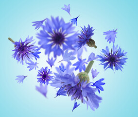 Bright cornflowers in air on light blue background