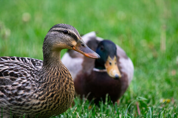 Duck Couple