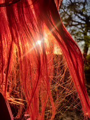 Long red dyed hair backlit by the sunset. Color hair dye concept