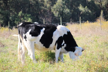 Vaca