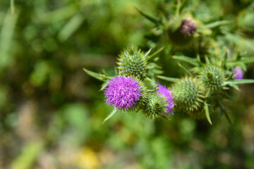 Plants and flowers in the Tilicura lagoon, Vichuquén, Maule, Chile