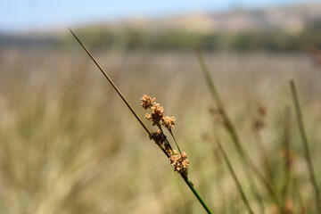 Plants and flowers in the Tilicura lagoon, Vichuquén, Maule, Chile